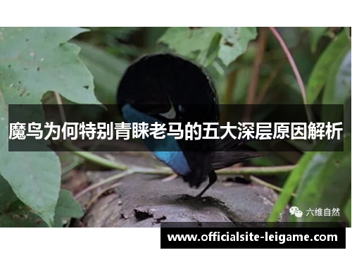 魔鸟为何特别青睐老马的五大深层原因解析
